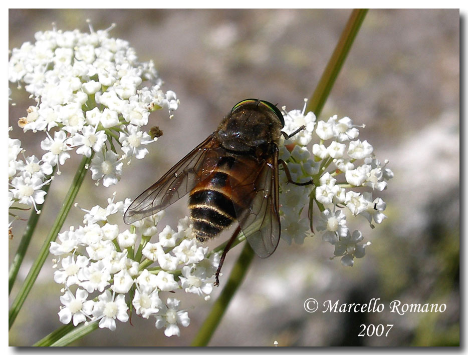 Alpi Marittime: 23. Philipomyia aprica (Tabanidae)